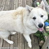 Milo in PA - Smart, Silly, Happy Boy! - Photo 3