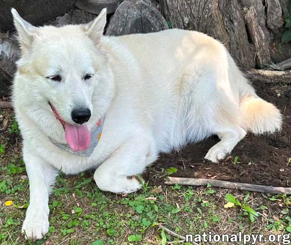 Milo in PA - Smart, Silly, Happy Boy!