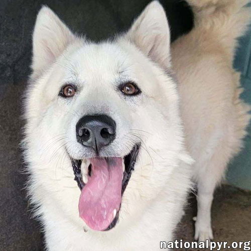 Milo in PA - Smart, Silly, Happy Boy!