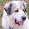 adoptable Dog in , KY named Damon in KY - Gentle & Laid-back, Loves Pets!