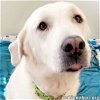Cici in MS - Mellow & Sweet Companion!