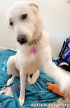 Cici in MS - Mellow & Sweet Companion!