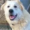 adoptable Dog in  named Ginger in LA - Contagious Zest for Life!