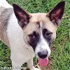 adoptable Dog in hammond, LA named Hattie in LA - Sweet Pup Loves the 