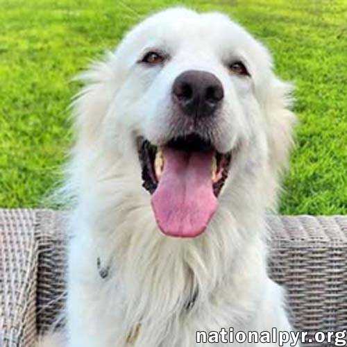 adoptable Dog in Norwich, CT named Jordan in CT - Happy Boy Always Smiling :)