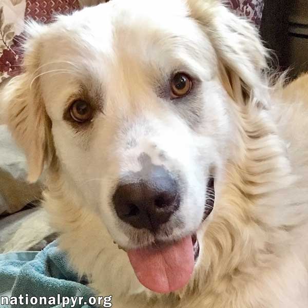 adoptable Dog in Milford, CT named Spencer in CT - Fun-Loving Loyal Companion!