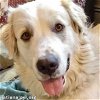 adoptable Dog in r, MI named Spencer in CT - Fun-Loving Loyal Companion!
