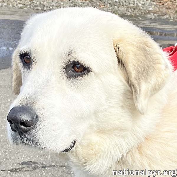 adoptable Dog in Mystic, CT named Morgan in CT - pending
