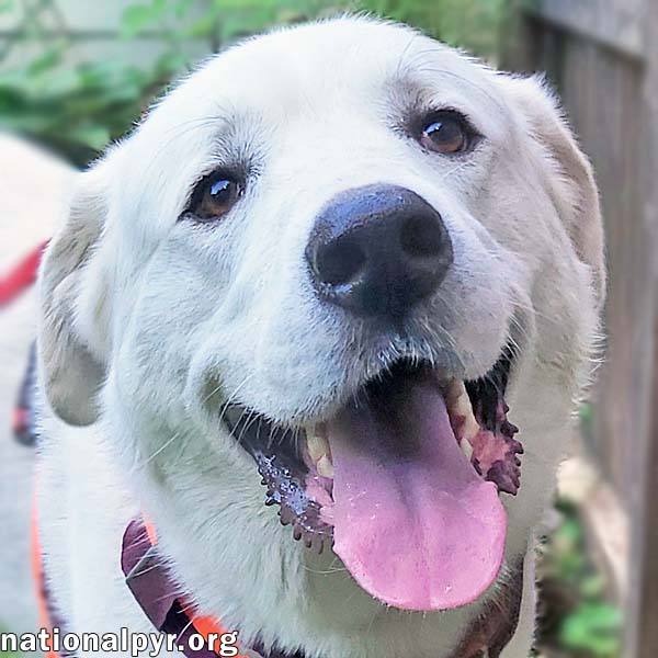 adoptable Dog in Putnam, CT named Apollo in CT - Awesome Playful Boy!