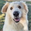 JJ in OH - Lovable & Loyal Companion! - Photo 2