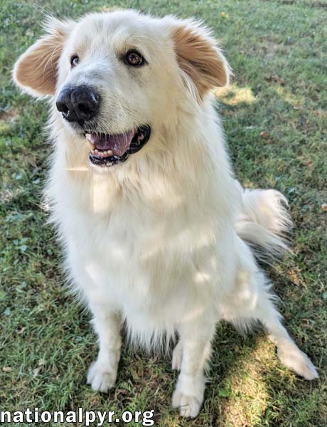 JJ IN OH - LOVABLE & LOYAL COMPANION! - Great Pyrenees available for adoption