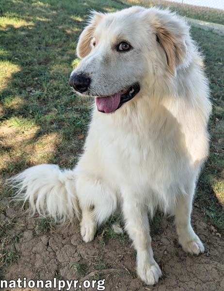 JJ in OH - Lovable & Loyal Companion!
