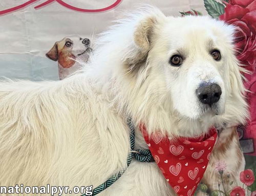 JJ in OH - Lovable & Loyal Companion photo 2