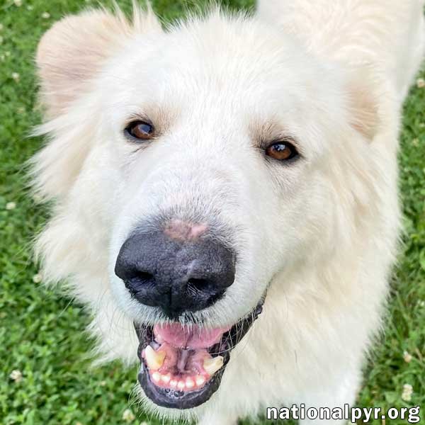 adoptable Dog in Springfield, OH named JJ in OH - Loveable & Loyal Companion!