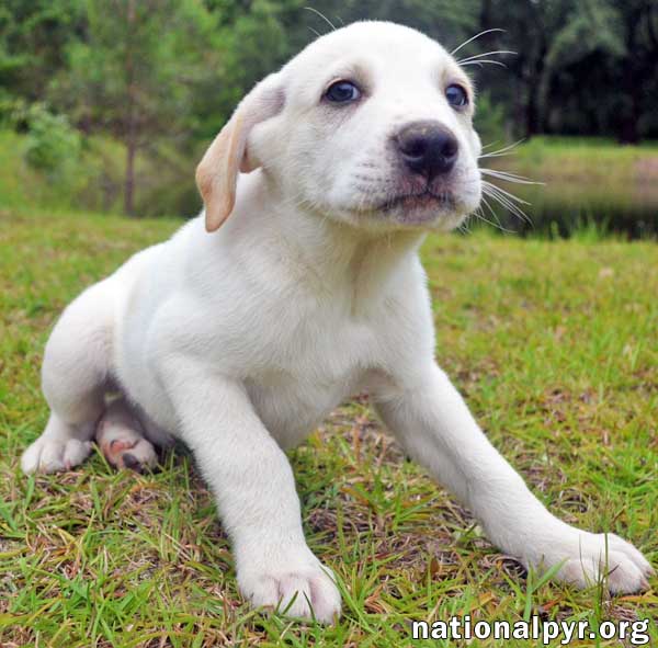 Ren in GA - pending