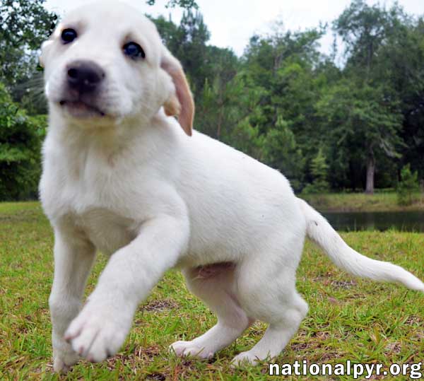 Ren in GA - pending