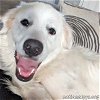 adoptable Dog in  named Beth in TN - Sweet With A Happy Smile!