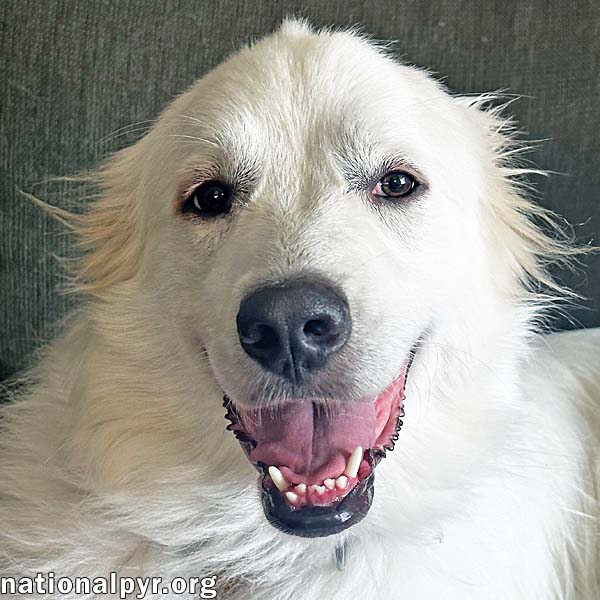 adoptable Dog in Plainfield, CT named Beth in CT - Car Rides Are Her FAVORITE!