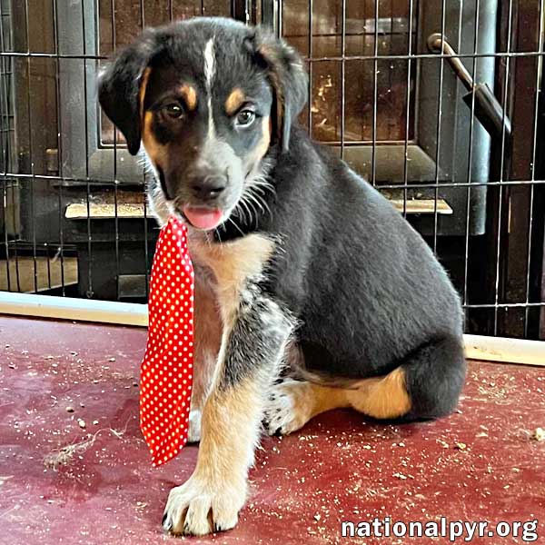 Dog for Adoption Marshall in OH pending, a Great Pyrenees in