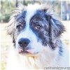 adoptable Dog in  named Rain in GA - pending