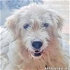 adoptable Dog in antioch, TN named Theodore in TN - Silly & Fun Adventure-Seeker!