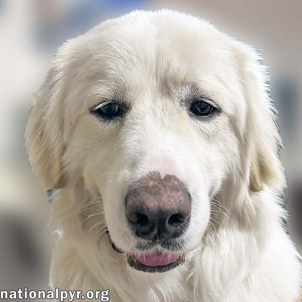 adoptable Dog in Putnam, CT named Koda in CT - pending