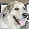 adoptable Dog in vineland, NJ named Lucy in NJ - pending