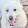adoptable Dog in  named Asher in PA - Adorable & Cuddly Ball of Fluff!