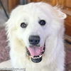 adoptable Dog in South Bend, IN named Asher in IN - Adorable & Cuddly Ball of Fluff!