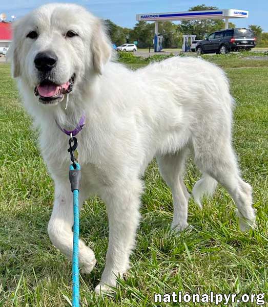 Dog for Adoption Harper in IN Kind, Gentle & Snuggly!, a Great