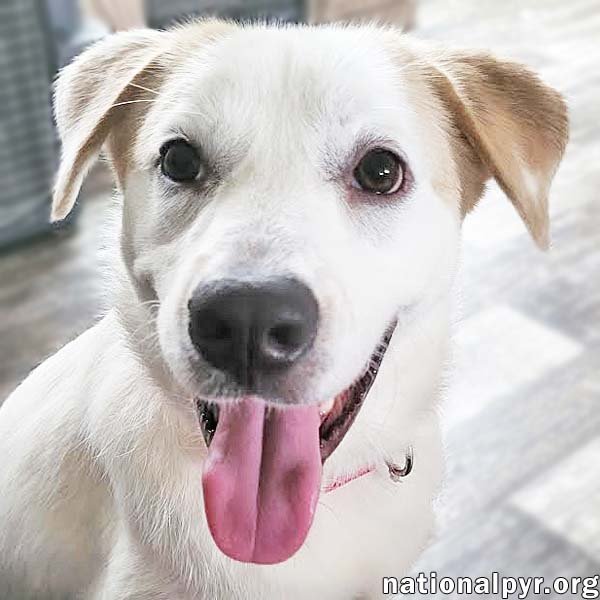 adoptable Dog in Monroe, LA named Azalea in LA - Crawls Into Your Lap for a Cuddle!