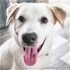 adoptable Dog in  named Azalea in LA - Crawls Into Your Lap for a Cuddle!