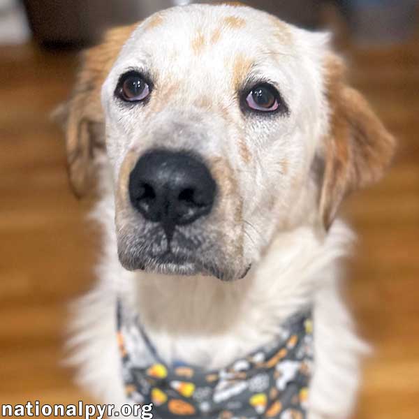 Dog adoption in Thompson, CT 06277 Great Pyrenees / Mixed (medium coat) Dog "Bruce in CT pending"