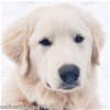 adoptable Dog in rockville, MD named Bronco in MD - pending