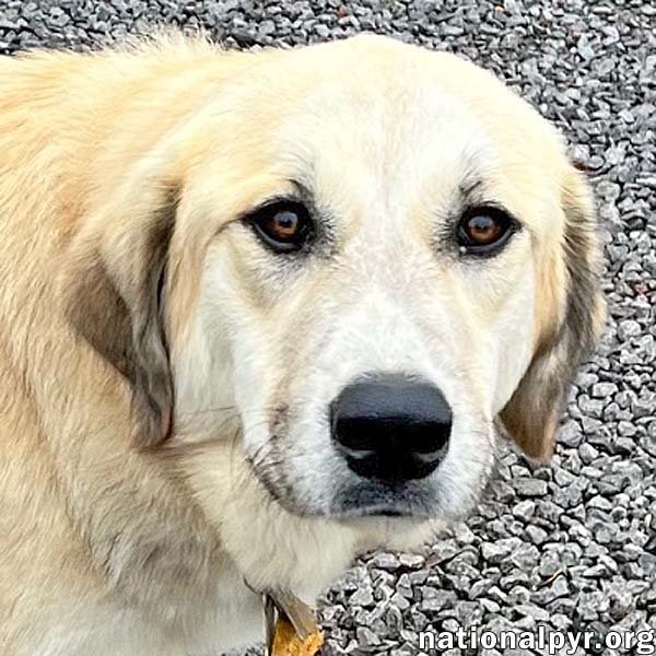 adoptable Dog in Birmingham, AL named Suzy in AL - pending