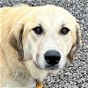 adoptable Dog in  named Suzy in AL - Sweet & Smart!