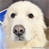 adoptable Dog in  named Falcore in OH - A Big Lovable Goof!