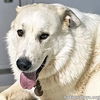 adoptable Dog in  named Dorian in AL - Calm, Sweet & Very Affectionate!