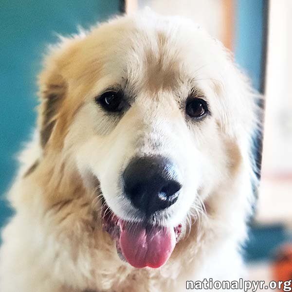 adoptable Dog in Lebanon, TN named Star in TN - pending