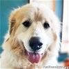 adoptable Dog in lebanon, TN named Star in TN - pending