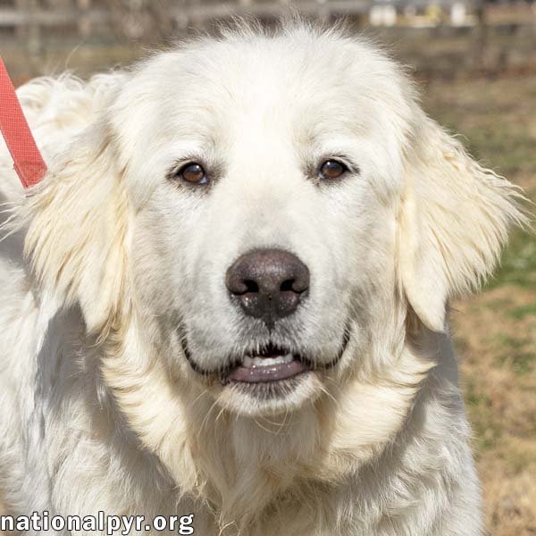 adoptable Dog in Lebanon, TN named Dolly in TN - pending