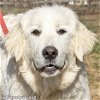 adoptable Dog in lebanon, TN named Dolly in TN - A Total Love Bug!