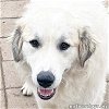 adoptable Dog in  named Curly in PA - Does Agility Training!