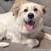 Maggie Magoo in TN - Loving, Playful & Goofy