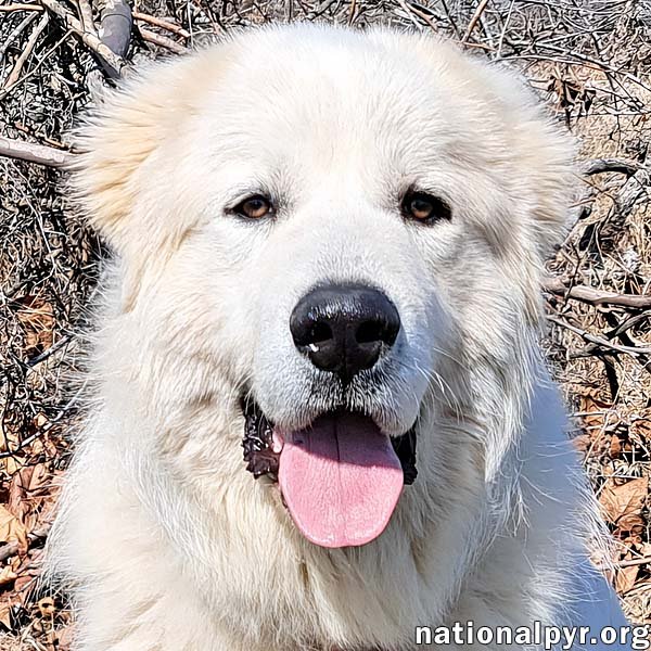 adoptable Dog in Lexington, KY named Yeti in KY - pending