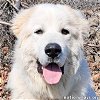 adoptable Dog in , KY named Yeti in KY - pending