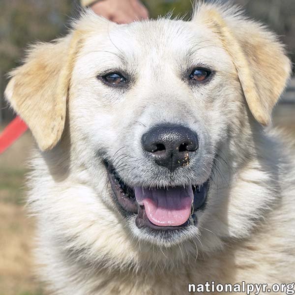 adoptable Dog in Lebanon, TN named Ethel in TN - Loves to Smile & Play!