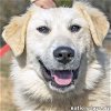 adoptable Dog in lebanon, TN named Ethel in TN - Loves to Smile & Play!
