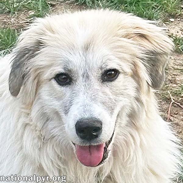 adoptable Dog in Cincinnati, OH named Snowy in OH - pending