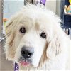 adoptable Dog in ds, MI named Aries in MI - Pyr Paw Expert!